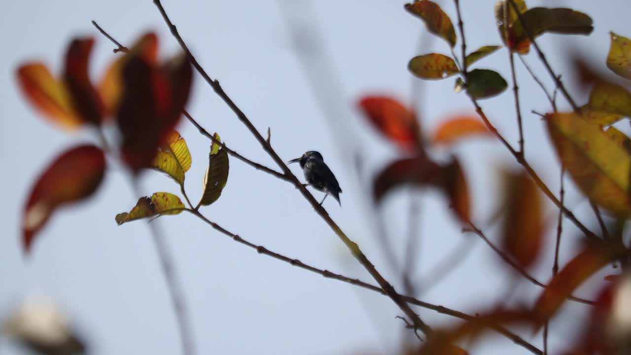 太阳鸟视频素材