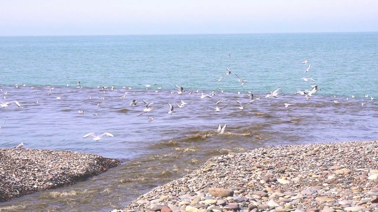 一群海鸥飞过波涛。海洋风暴。视频素材