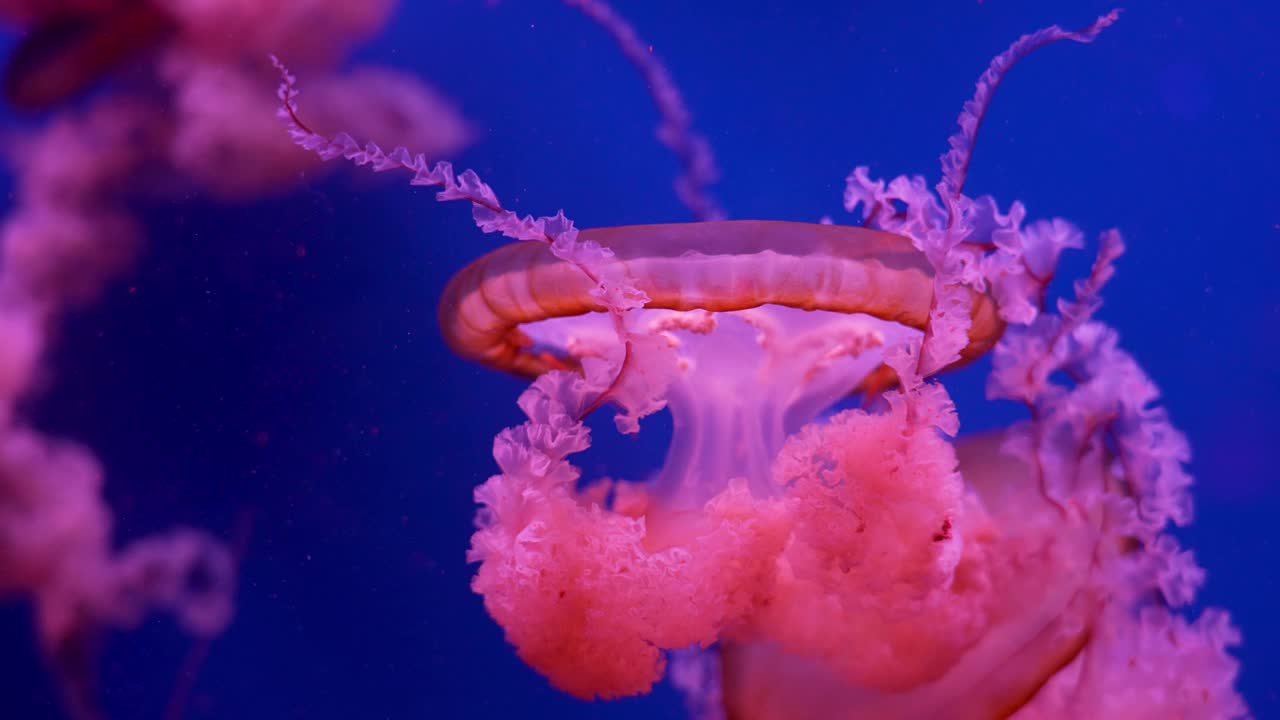 在水族馆里游泳的发光水母视频素材