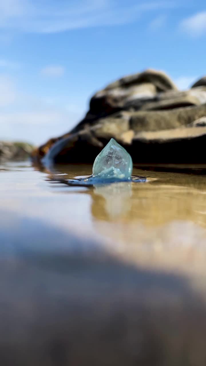 靠风的水手漂浮在水中视频下载