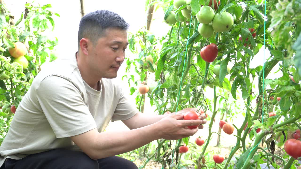 一名亚洲男子在温室里采摘西红柿视频素材