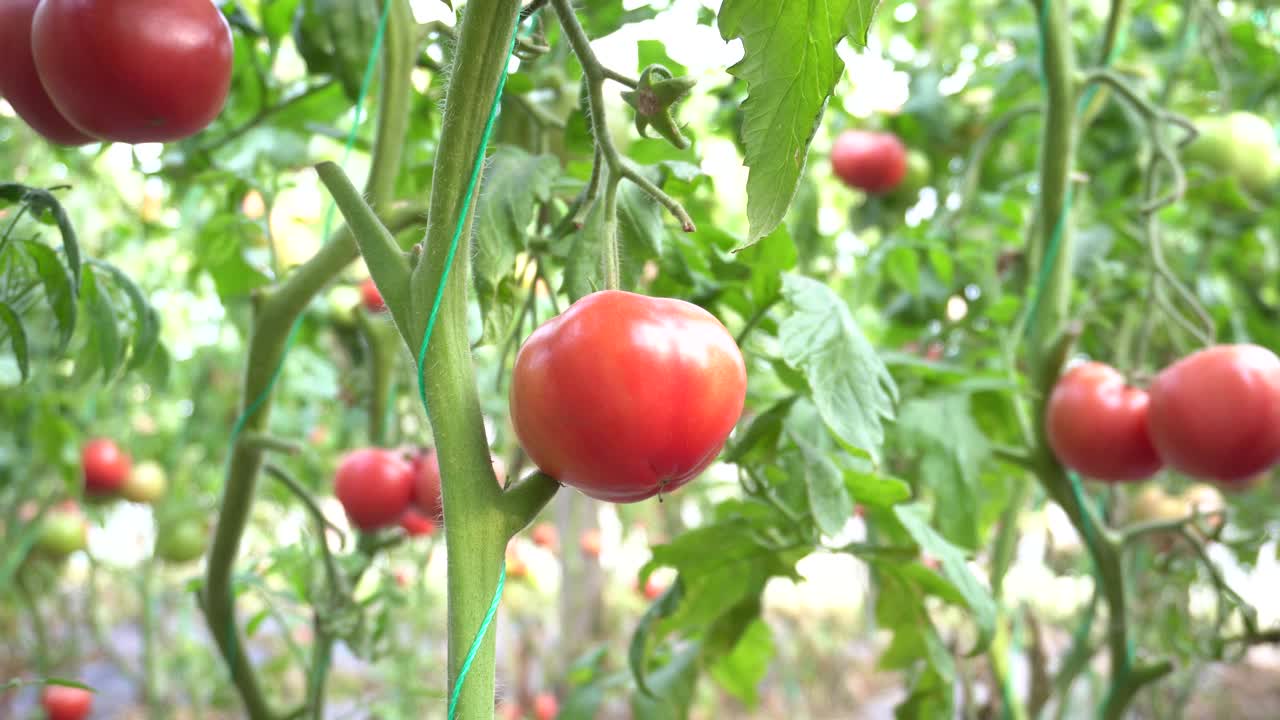 从植物上采摘西红柿的手特写视频素材