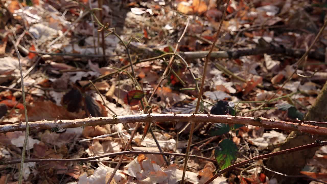 摄像机在森林中移动，聚焦在野玫瑰的多刺树枝上。地点:德国视频素材