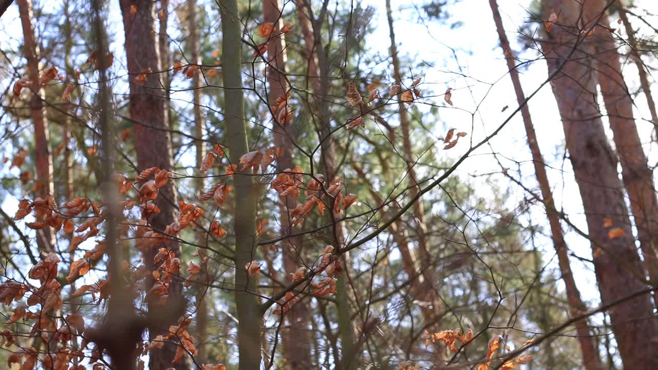 从对角线拍摄的相机穿过一片混交林，可以看到树上最后几片棕色的叶子。地点:德国视频素材