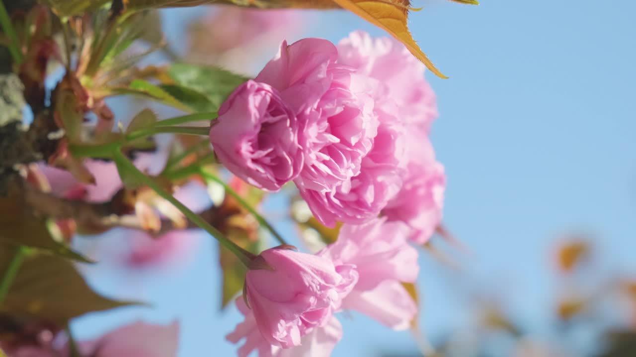 粉红色的樱花或樱花在春天盛开。近距离视频素材