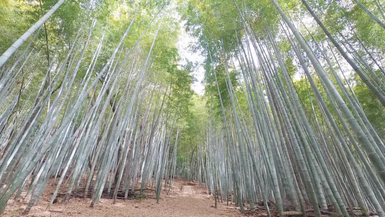 竹林随风摇曳视频下载