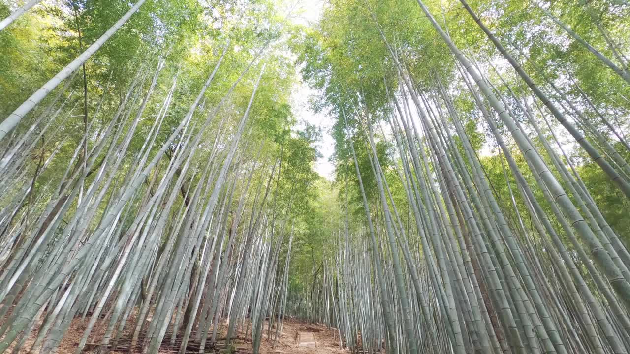 抬头看随风摇曳的竹林视频下载