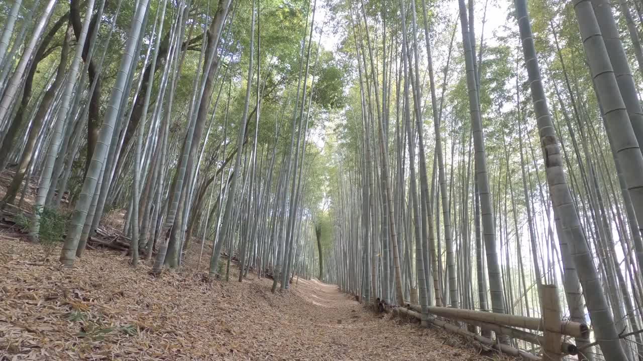 竹林随风摇曳视频下载