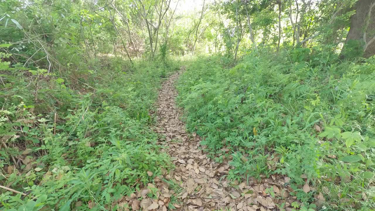 山地野生动物步道视频下载