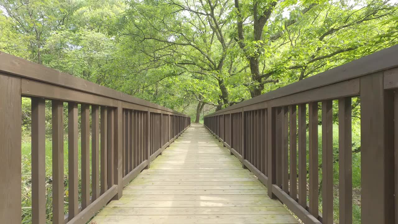 森林里的一座小桥视频下载