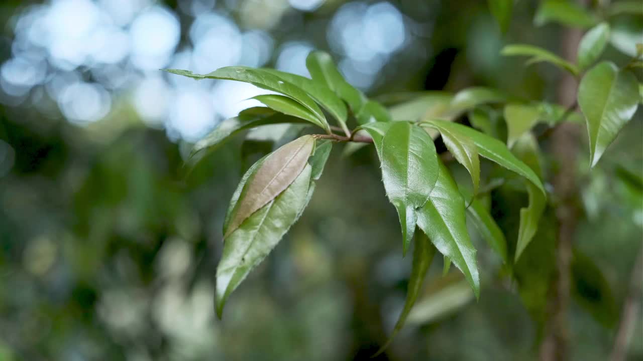 热带雨林中的树枝，背景模糊。视频素材