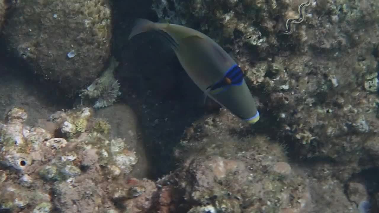 小丑鱼(Amphiprion bicinctus)栖息于红海珊瑚礁视频素材