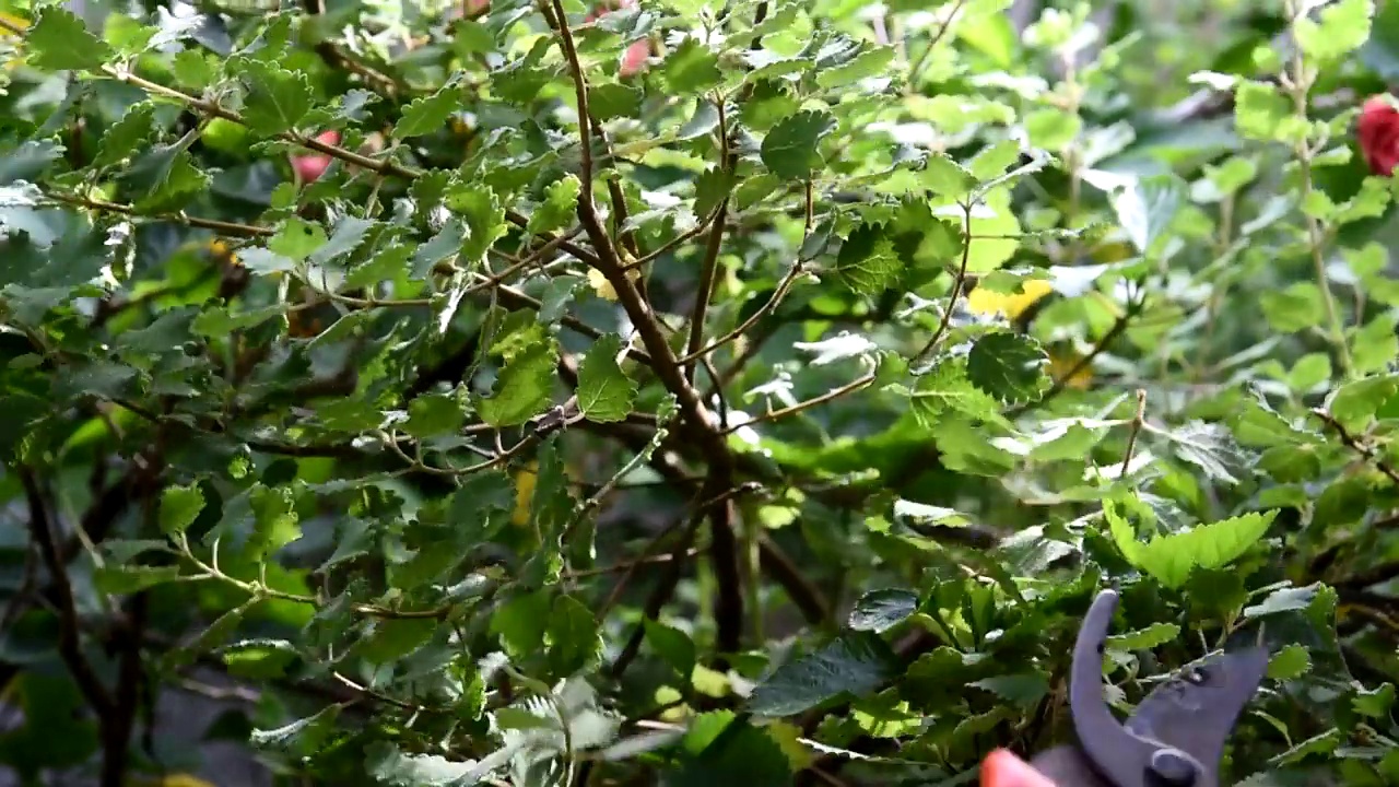 植物被修剪，修剪植物与园艺剪刀，植被护理视频素材