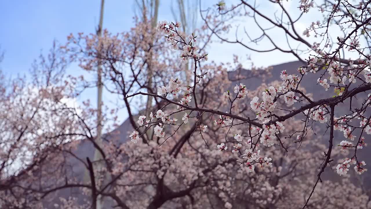 樱花树配蓝天视频素材