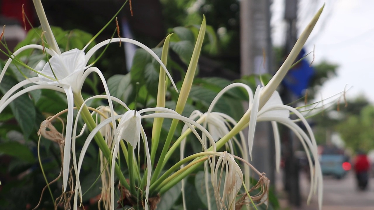 白花的蜘蛛百合在风中摇曳散景视频下载