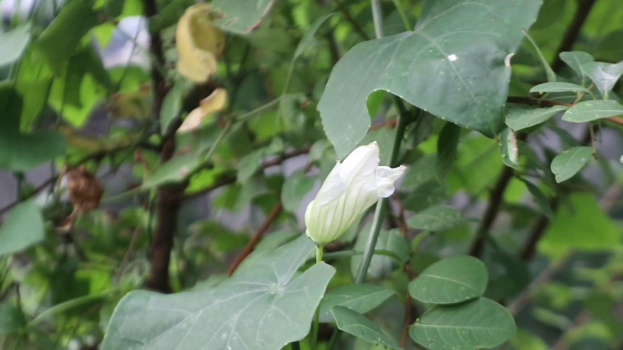 一个白色的花蕾在风中摇曳，绿叶和模糊的背景散景视频下载