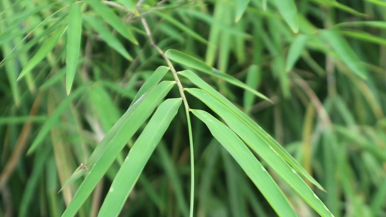 竹叶在风中摇曳，模糊背景散景视频下载