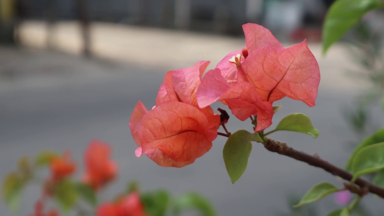 九重葛花在路边随风摇曳视频素材