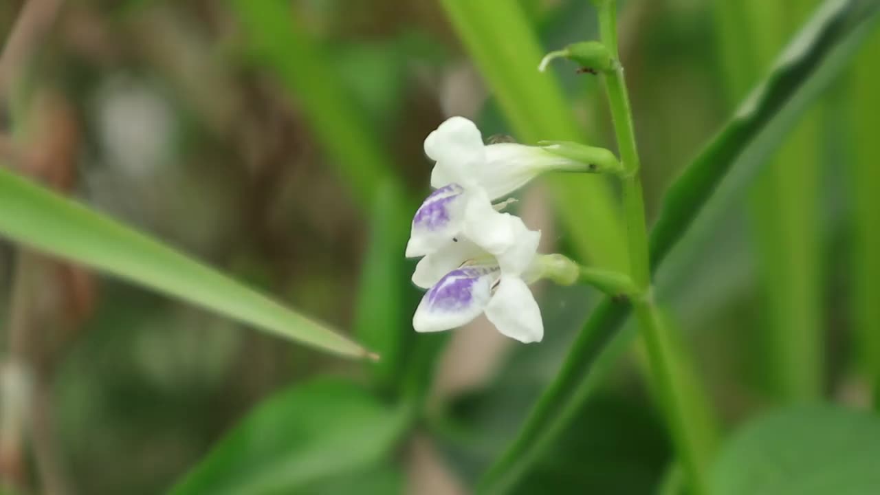 紫色和白色的花蕾在风中摇曳视频下载