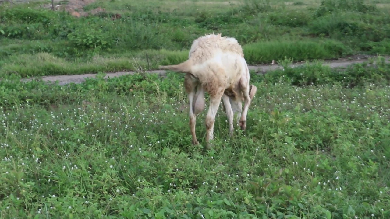 羊吃草和野花视频下载