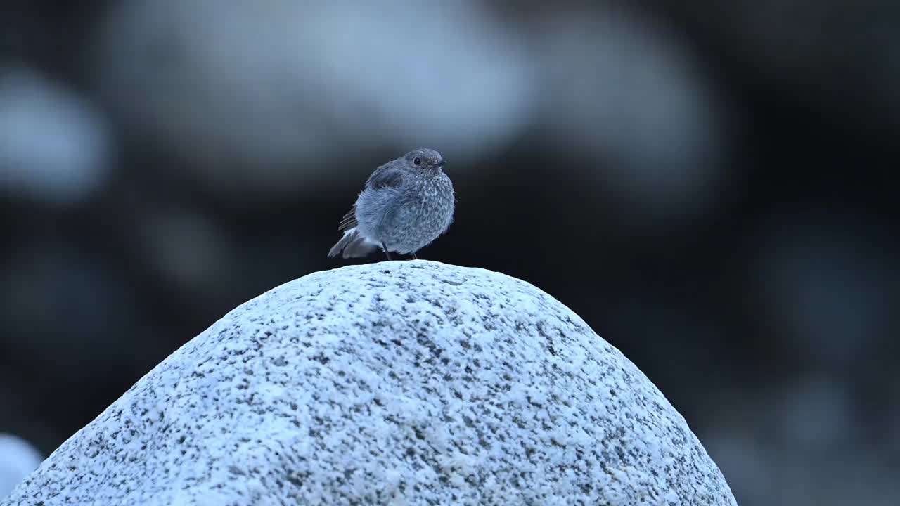 水在岩石上重新开始视频素材