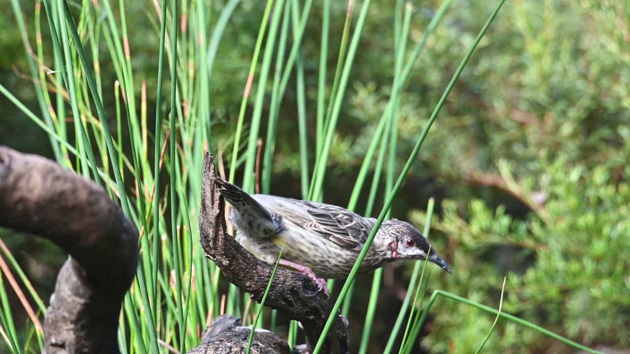 红荆棘鸟（Anthochaera carunculata）视频素材