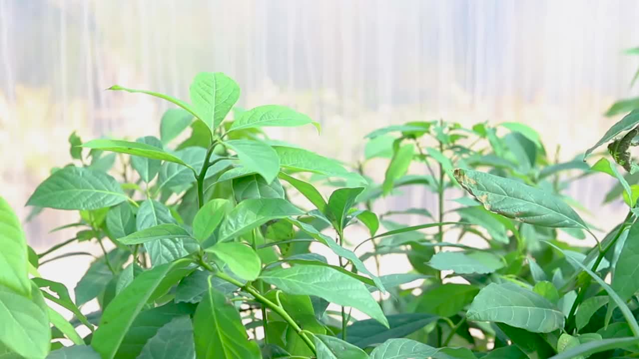 温室里的牛油果树苗特写视频素材