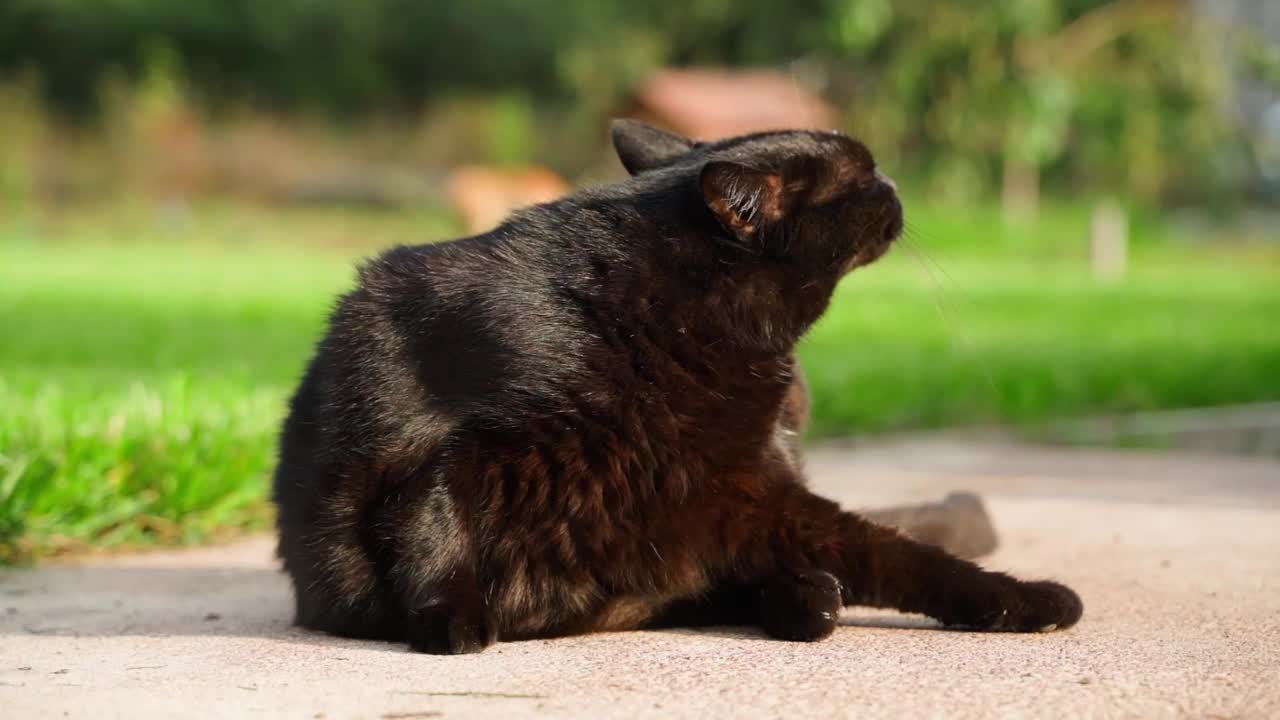 一只黑猫舔着它的嘴唇(特写)，背景是绿草。小猫在后爪脚趾间舔，温暖的春日阳光明媚，镜头移动流畅视频素材