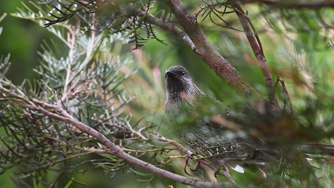 红荆棘鸟（Anthochaera carunculata）视频素材