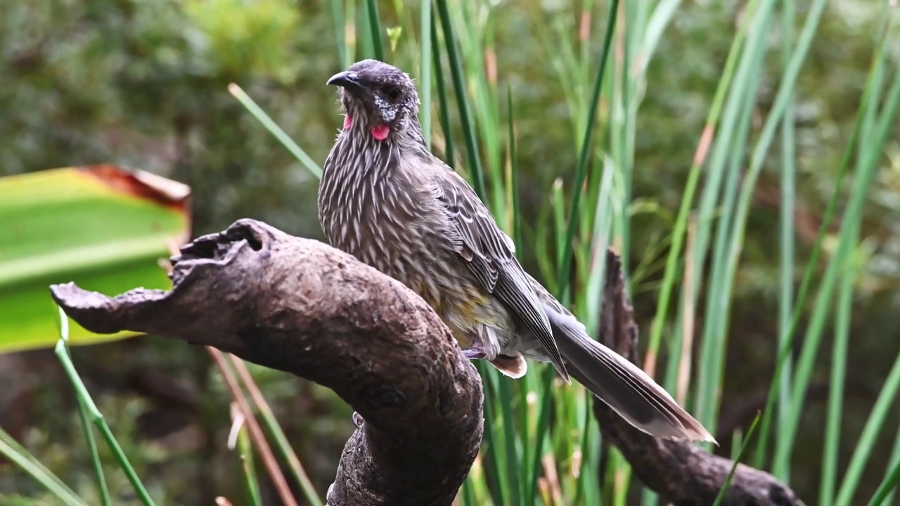 红荆棘鸟（Anthochaera carunculata）视频素材