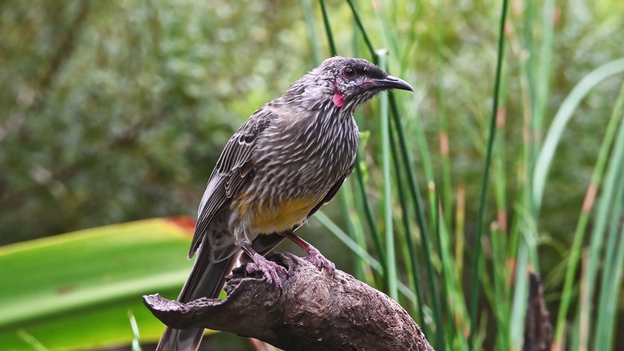 红荆棘鸟（Anthochaera carunculata）视频素材