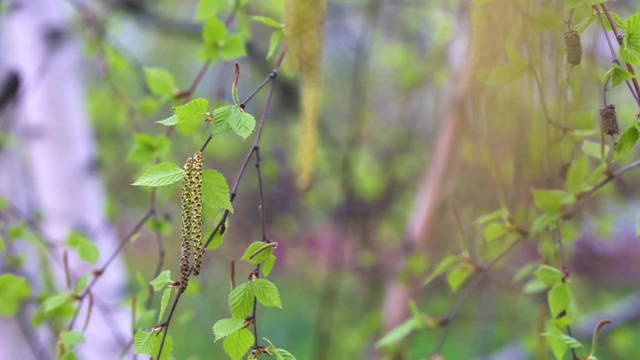 在多风的春日里，桦树芽与散焦背景的近距离视图视频素材