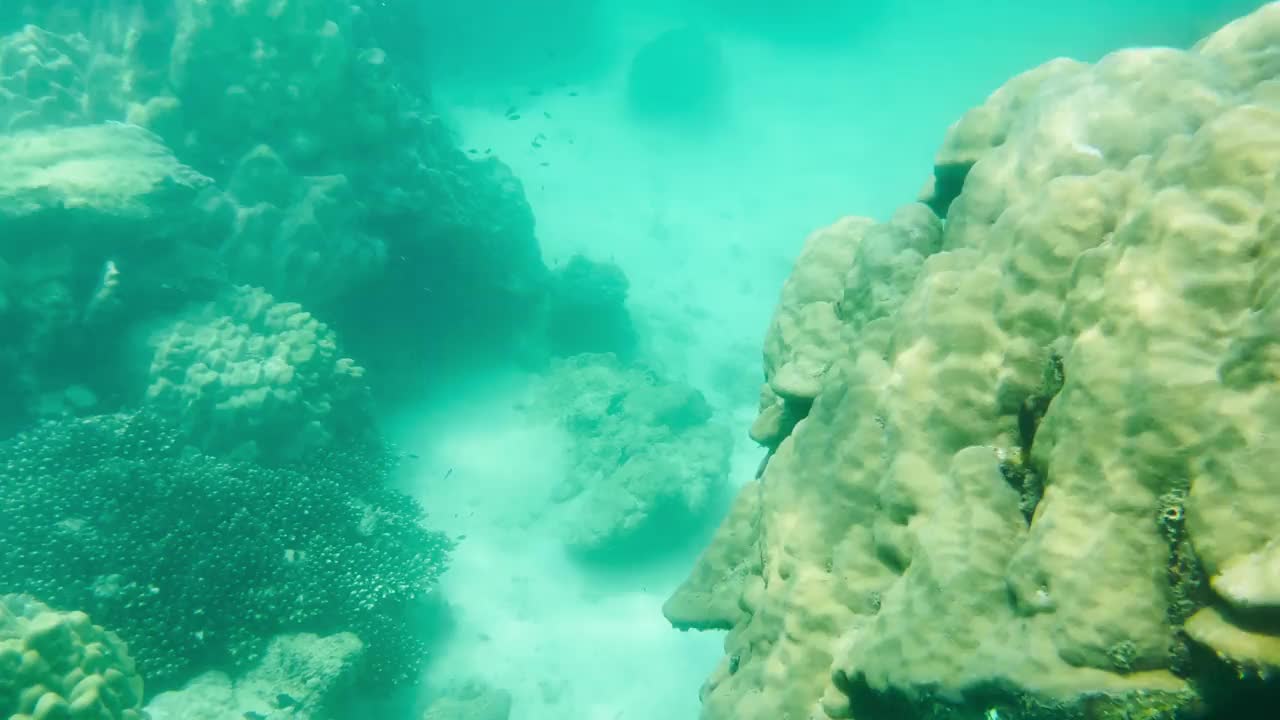 浅水珊瑚与鱼，贝类和美丽的海洋生物反映在泰国的水面视频素材