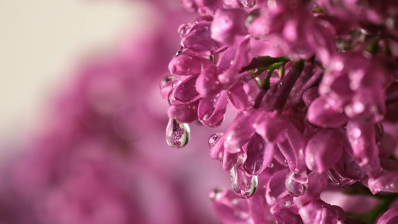 雨下的丁香花。雨滴落在丁香花瓣上视频素材