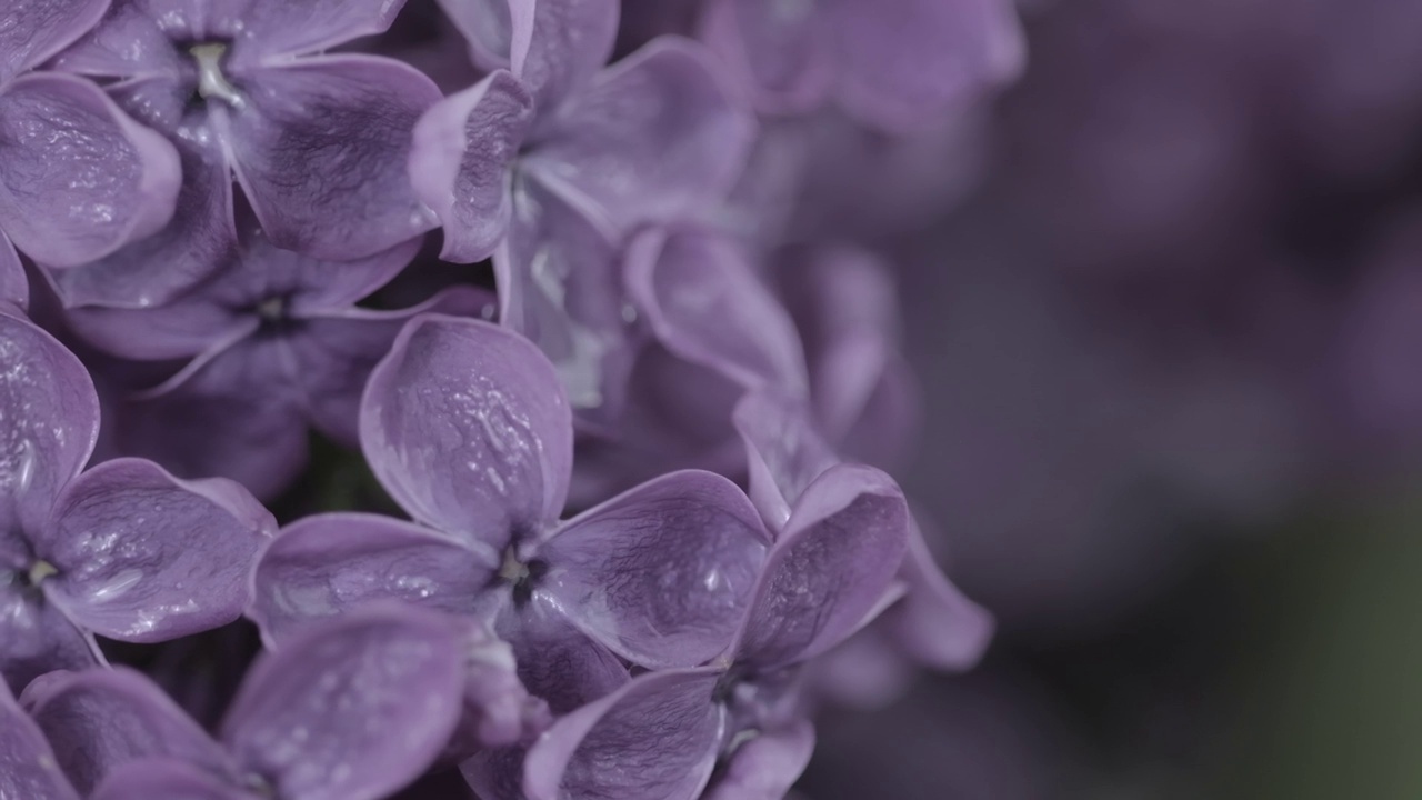 雨下的丁香花。雨滴落在丁香花瓣上视频素材