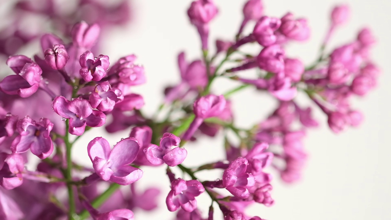 雨下的丁香花。雨滴落在丁香花瓣上视频素材