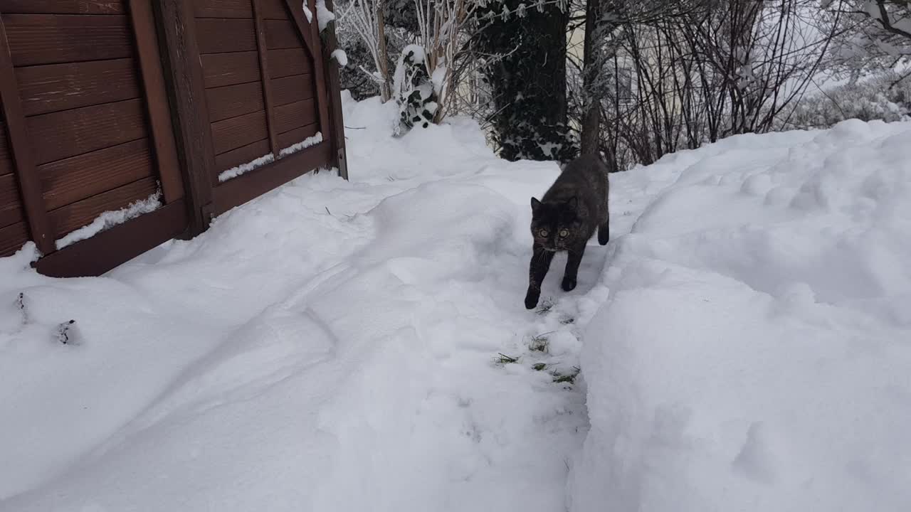 一只年轻的三色猫在雪地里行走的视频视频素材