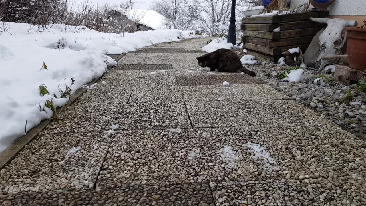 一只小猫在人行道上玩雪球视频素材