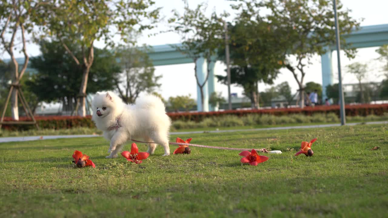 博美犬在公园里愉快地散步视频素材