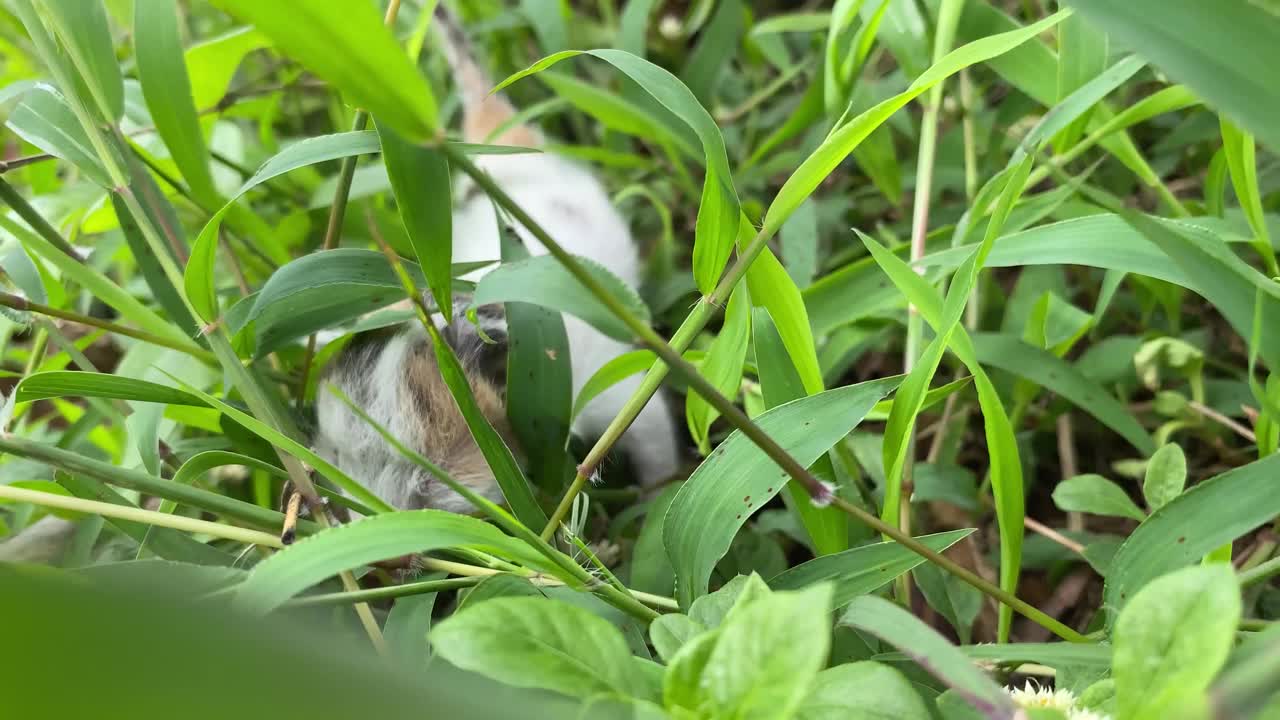 一只体弱多病的新生小猫被妈妈遗弃在草地上。视频素材