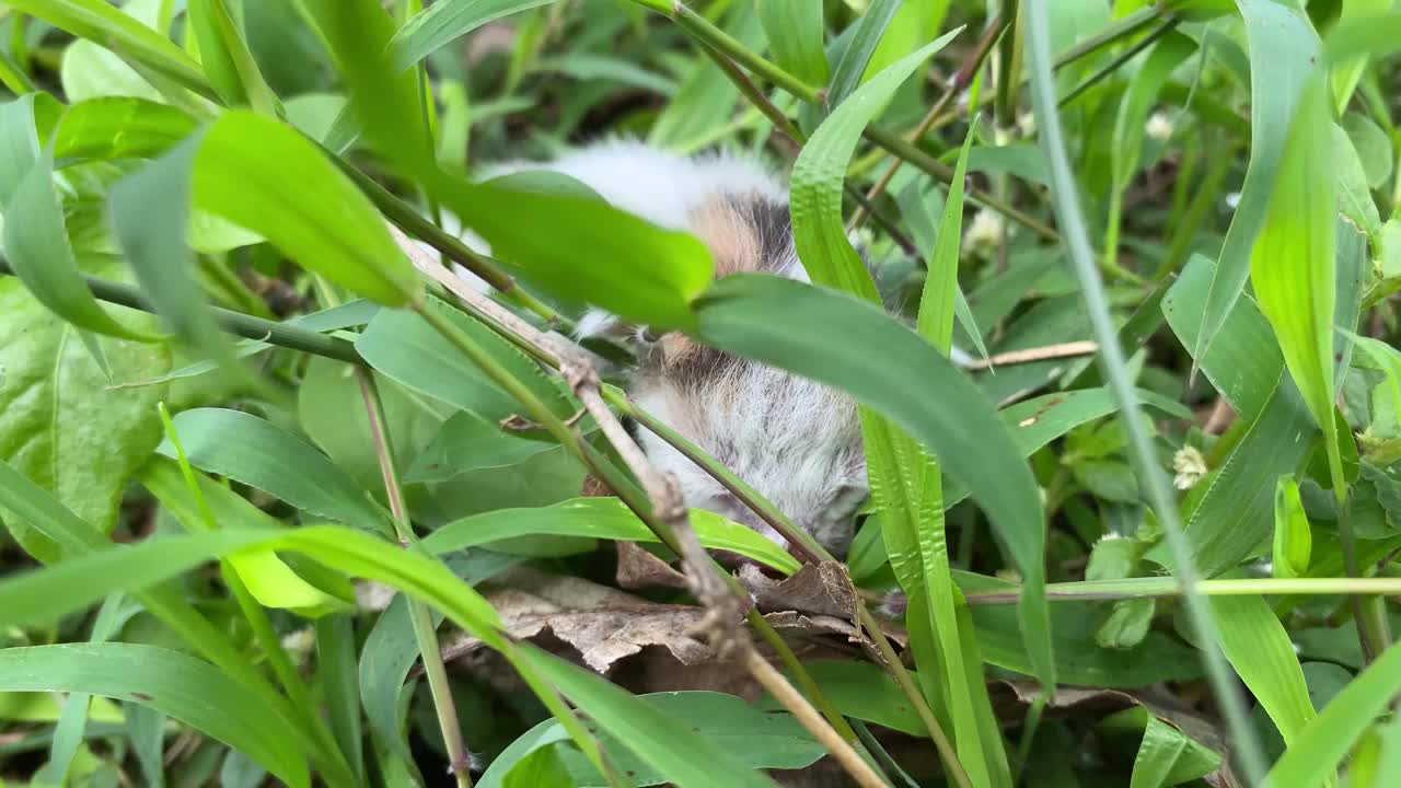 一只体弱多病的新生小猫被妈妈遗弃在草地上。视频素材