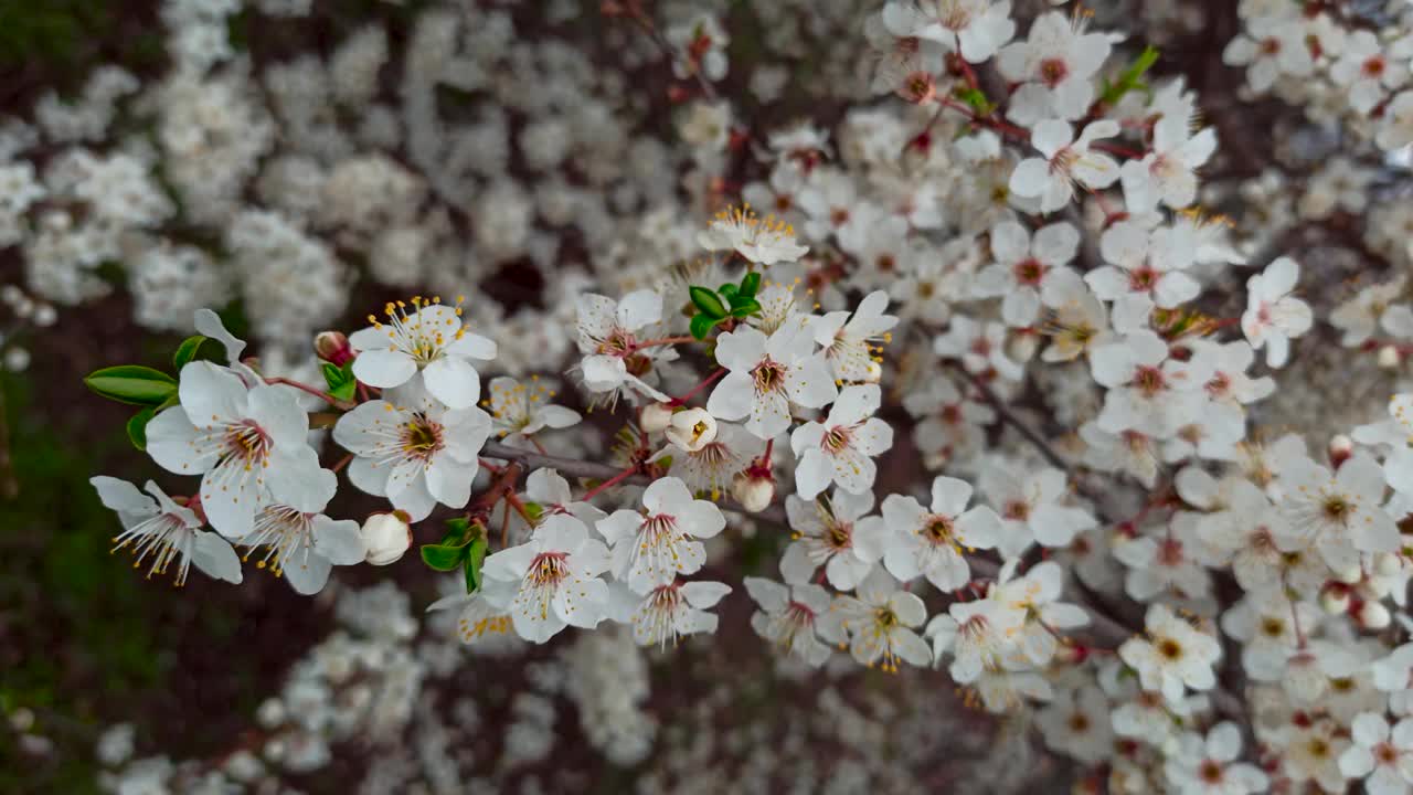 梅花枝上白花映春树迷离。梅花。树枝上有美丽的花朵。自然景观与开花的果树视频素材