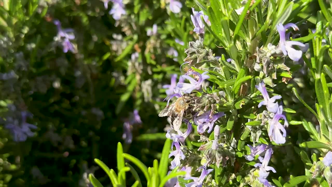 春天迷迭香花上的蜜蜂视频素材