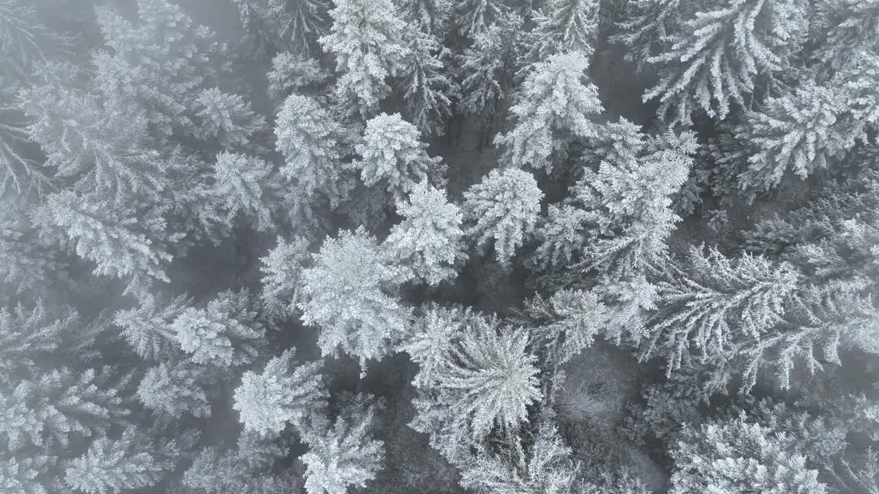 鸟瞰图北方雪林冬季景观，降雪和初雪覆盖森林，俯视图。视频素材