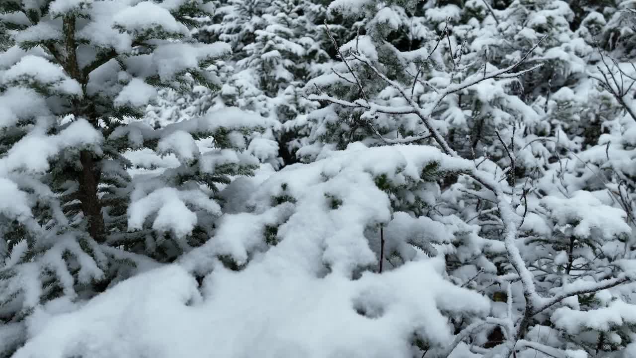 鸟瞰图北方雪林冬季景观，降雪和初雪覆盖森林，俯视图。视频素材