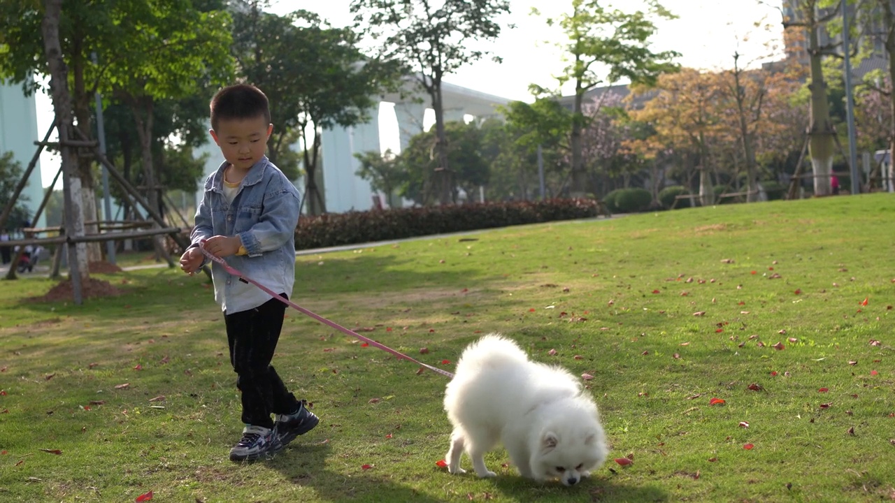 小男孩正在草地上和小狗玩视频素材