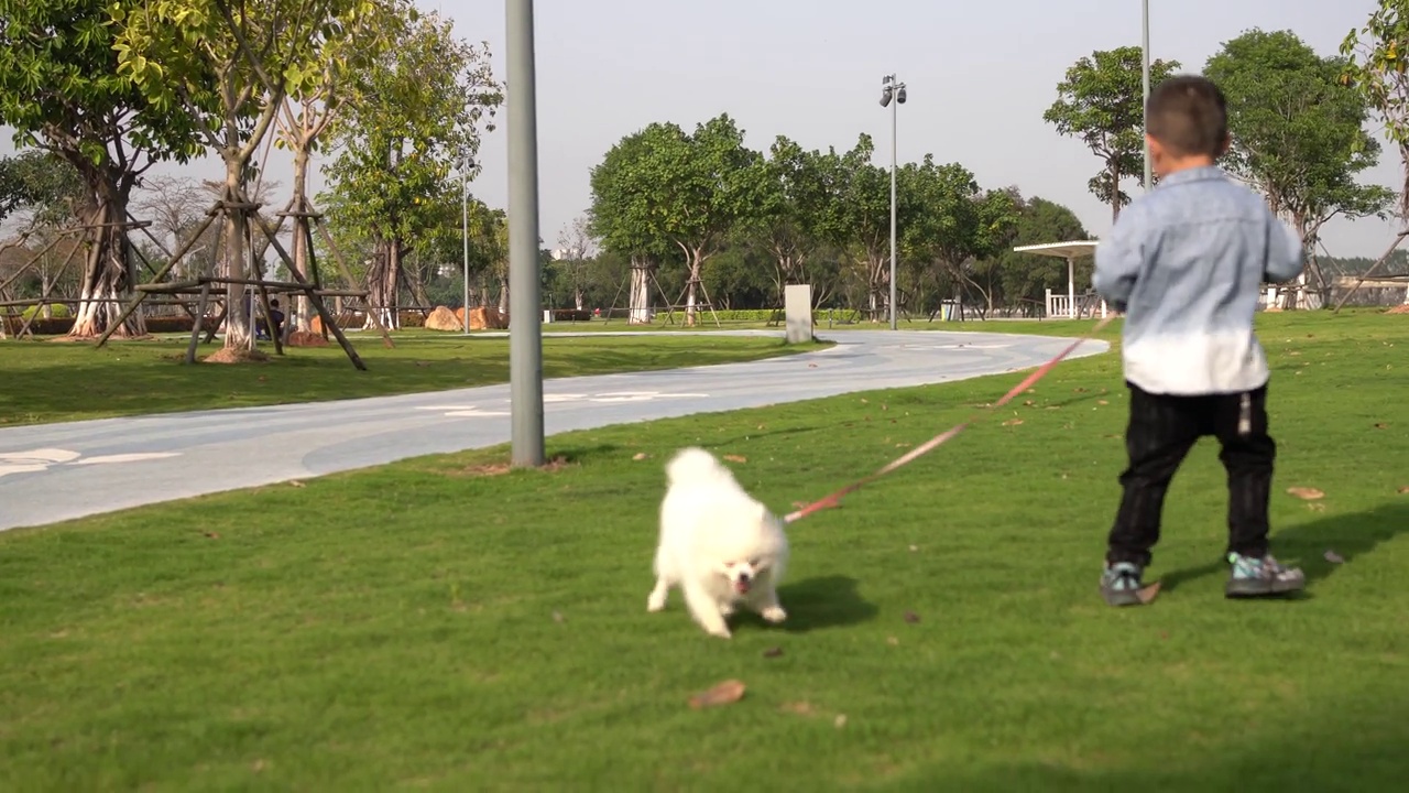 一个亚洲男孩和一只博美犬在草地上玩耍视频素材