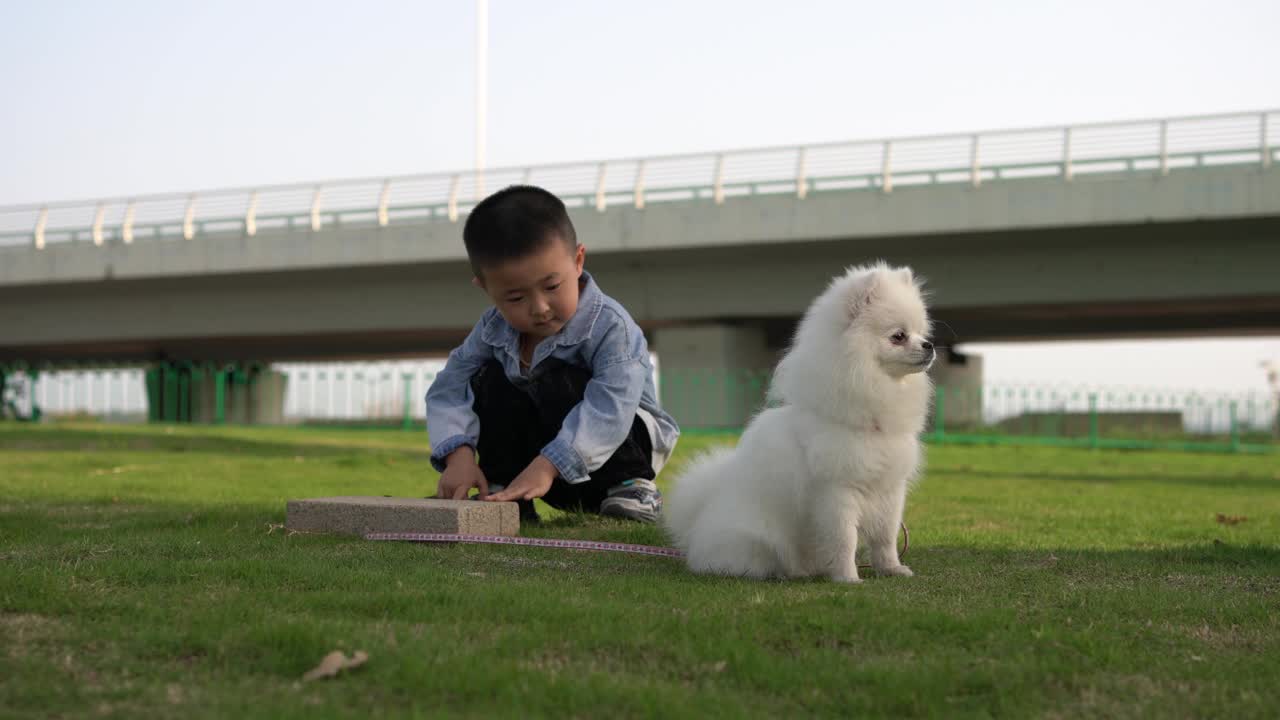 一个亚洲男孩和一只博美犬在草地上玩耍视频素材