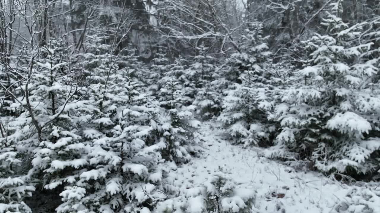 鸟瞰图北方雪林冬季景观，降雪和初雪覆盖森林，俯视图。视频素材