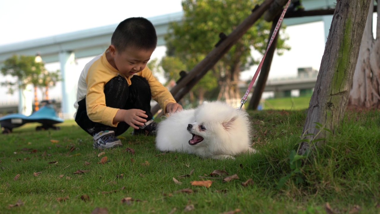 小男孩和狗在草地上玩视频素材